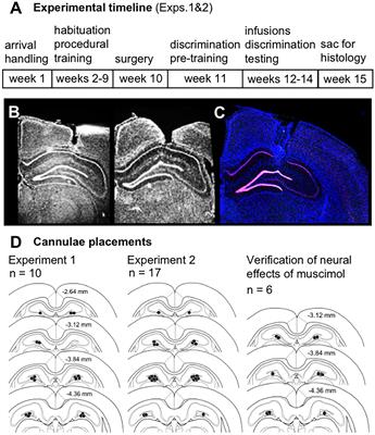Experience-Dependent Effects of Muscimol-Induced Hippocampal Excitation on Mnemonic Discrimination